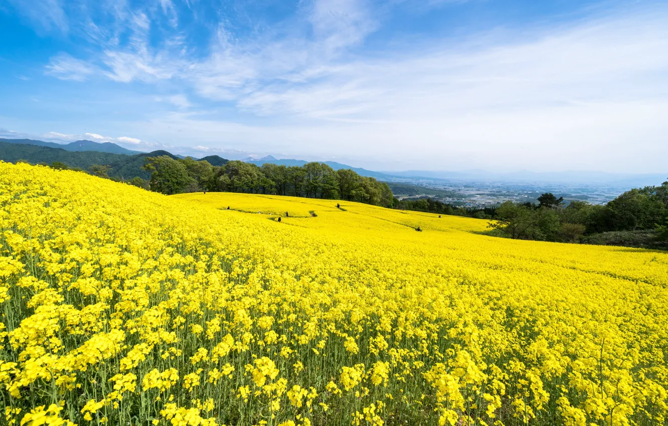 Photo wallpaper field, rape, rapeseed field