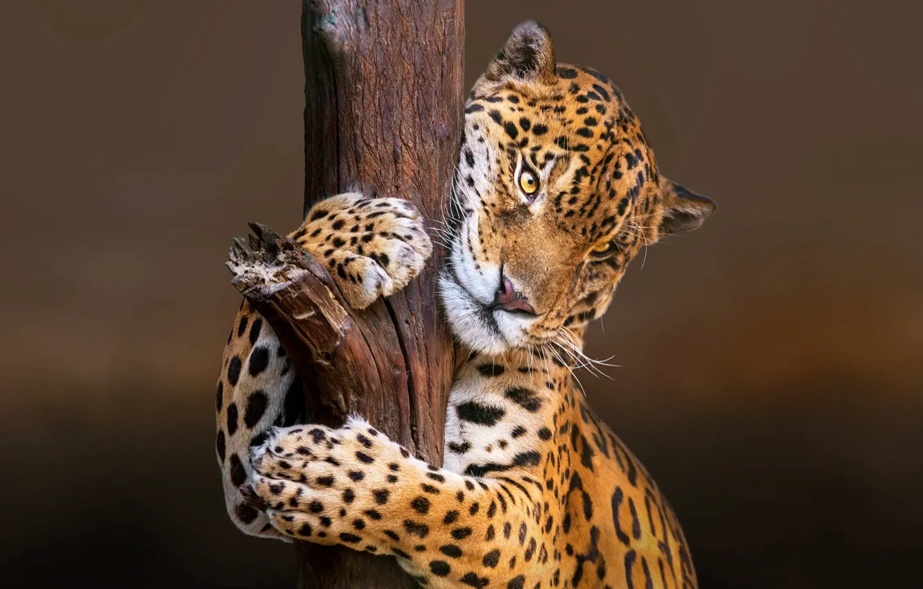 Photo wallpaper nature, animal, predator, Jaguar, trunk