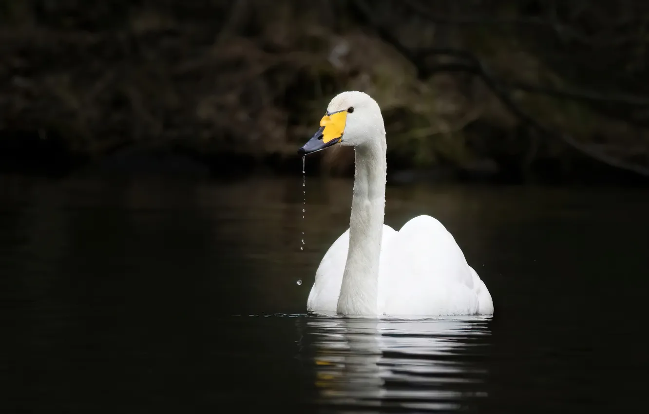 Photo wallpaper nature, bird, swans