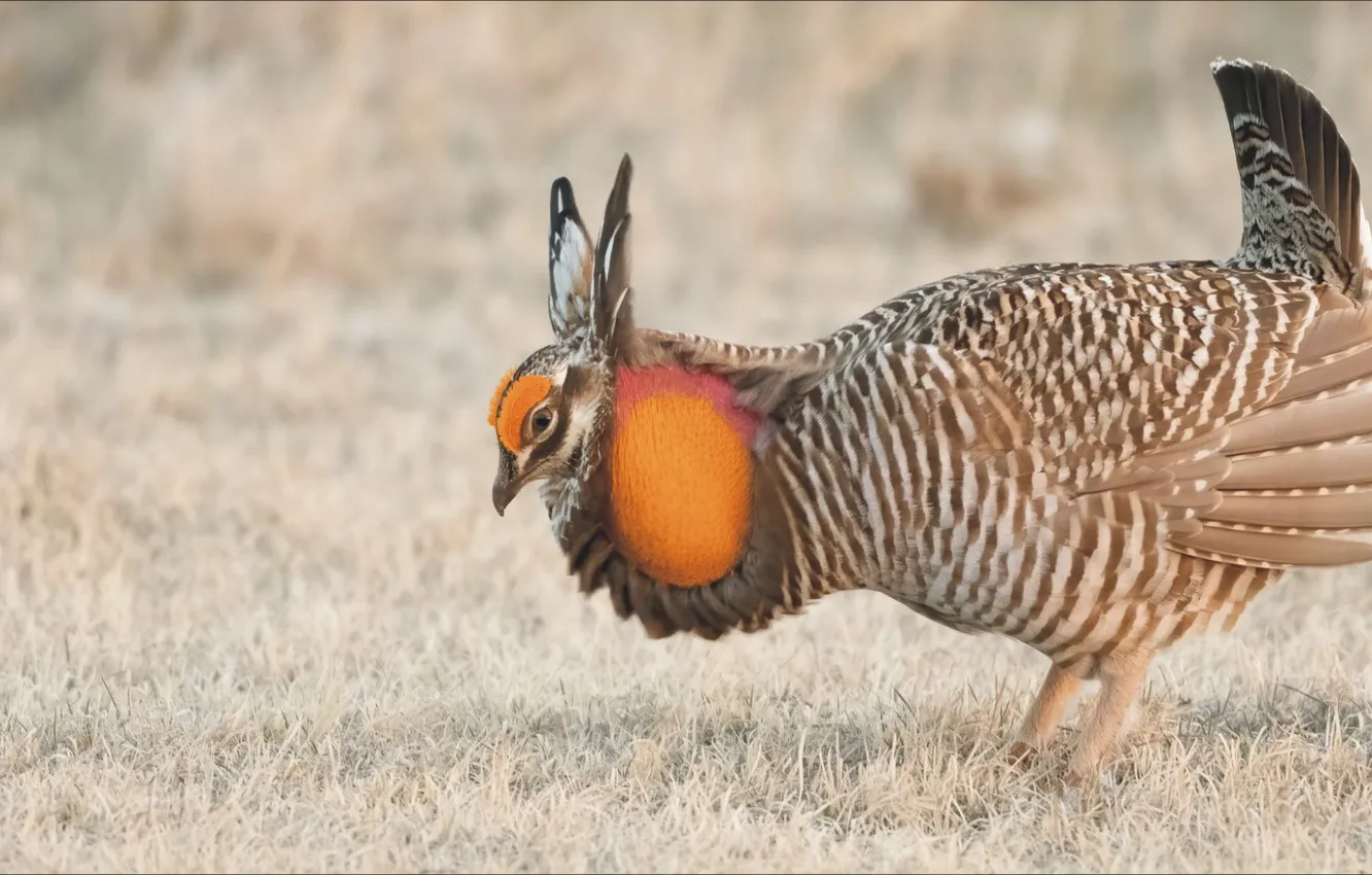 Photo wallpaper bird, hat, a rare animal