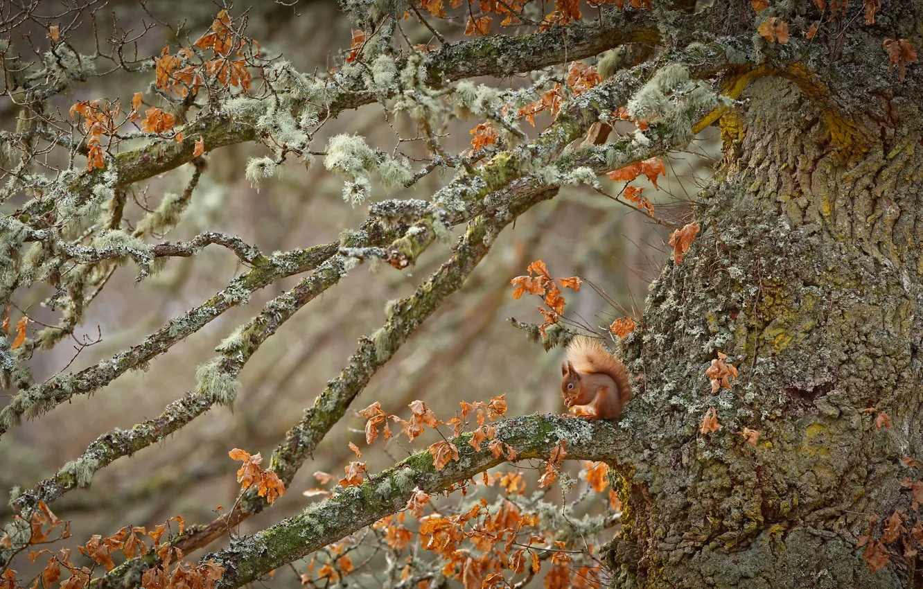Photo wallpaper tree, Scotland, rodent, red squirrel