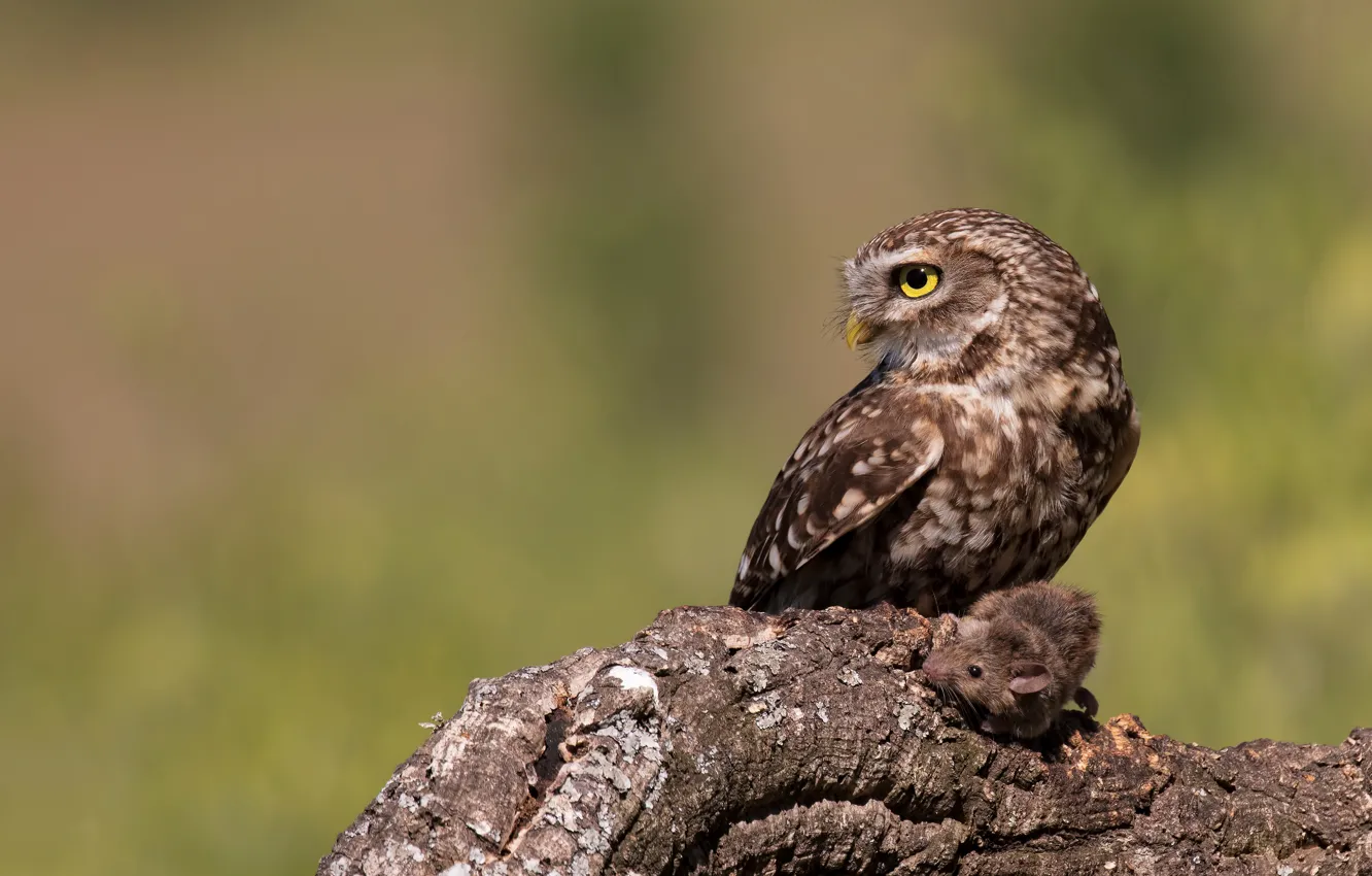 Photo wallpaper look, branches, background, owl, bird, predator, mouse, profile