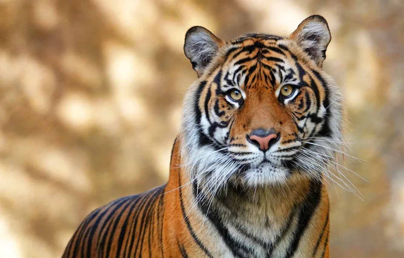 Photo wallpaper portrait, look, background, face, bokeh, tiger