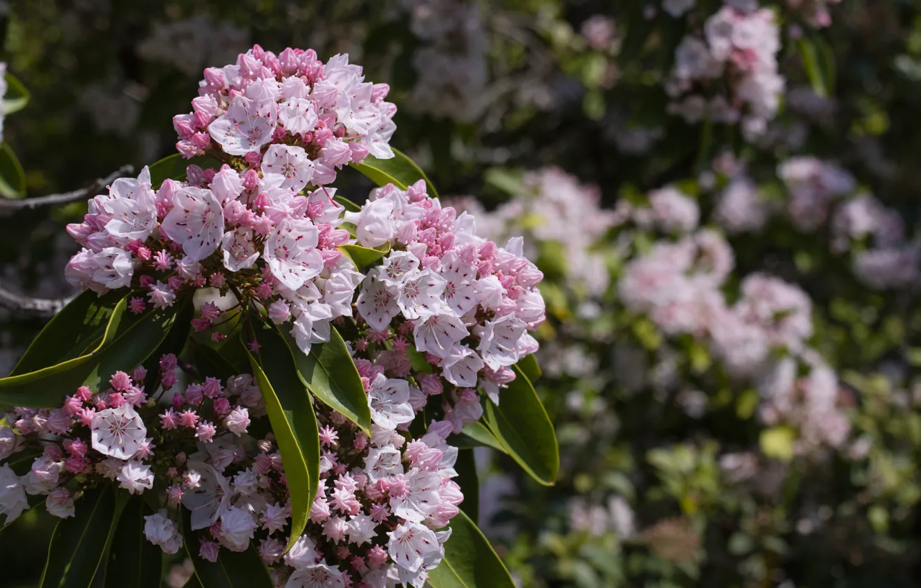 Photo wallpaper branch, spring, flowering, kalmia