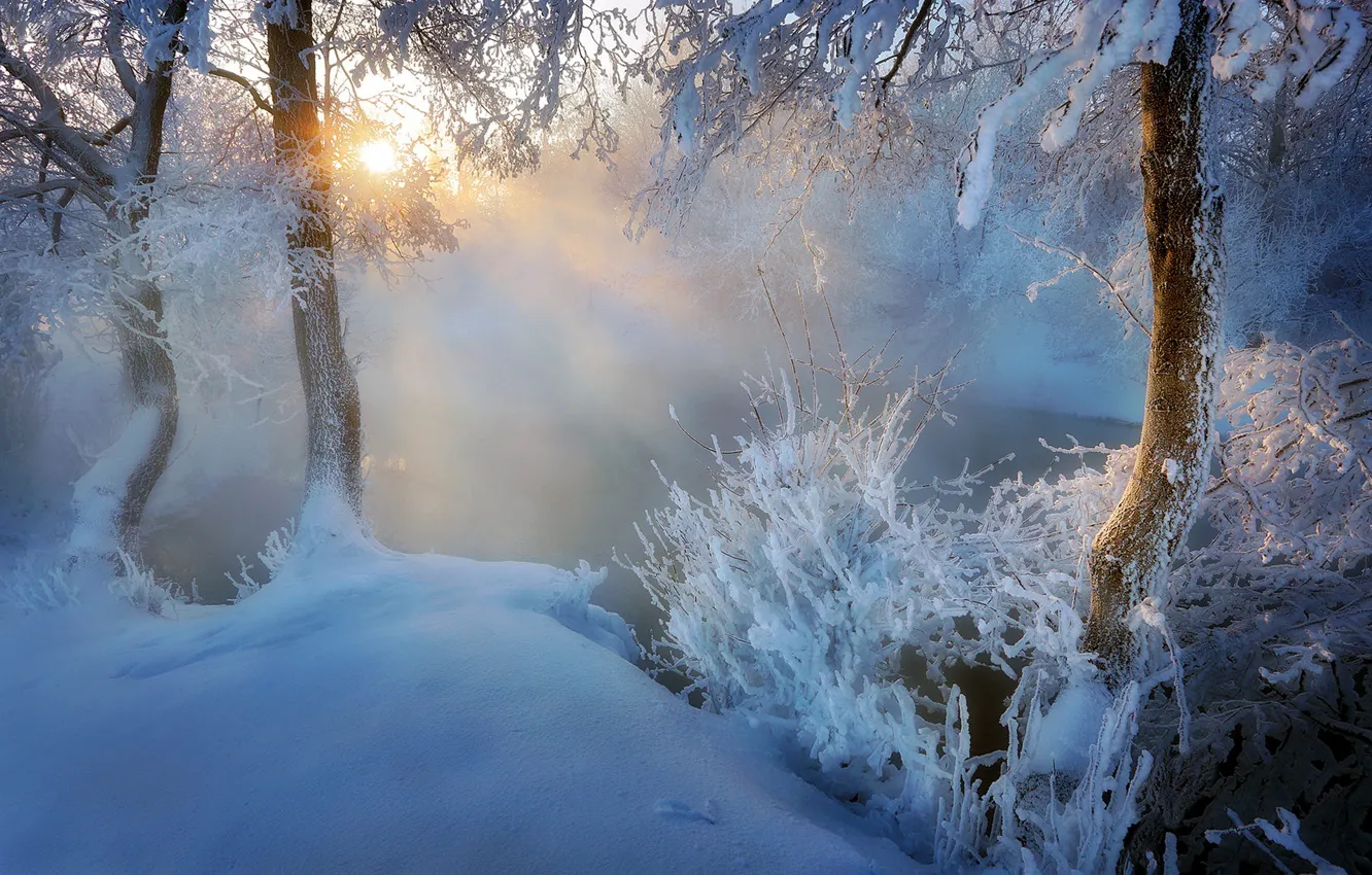 Photo wallpaper winter, frost, the sun, rays, light, snow, trees, branches