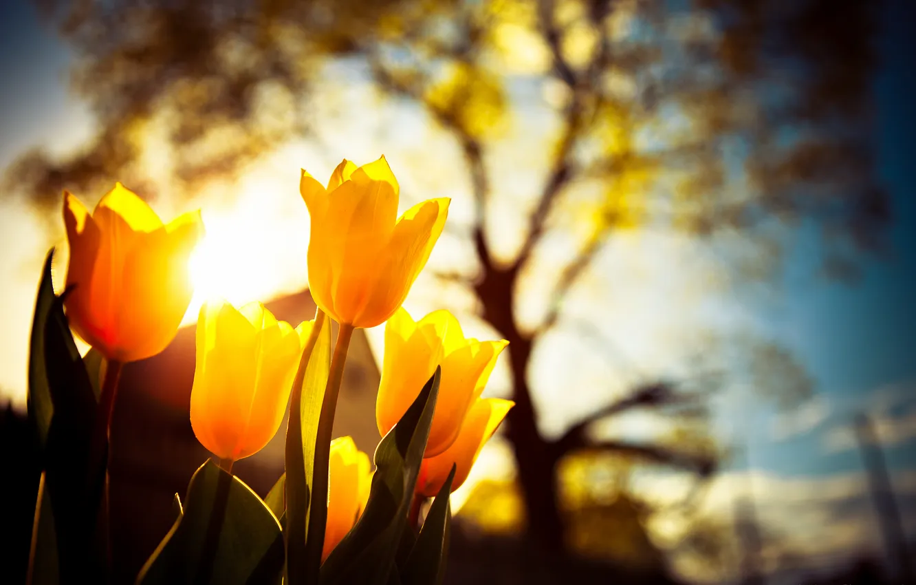 Photo wallpaper light, flowers, nature, tulips