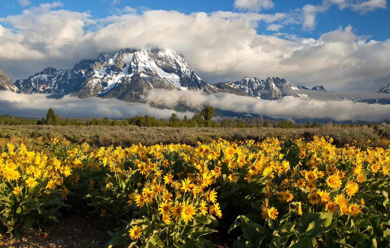 Photo wallpaper flowers, mountains, Grand Teton National Park