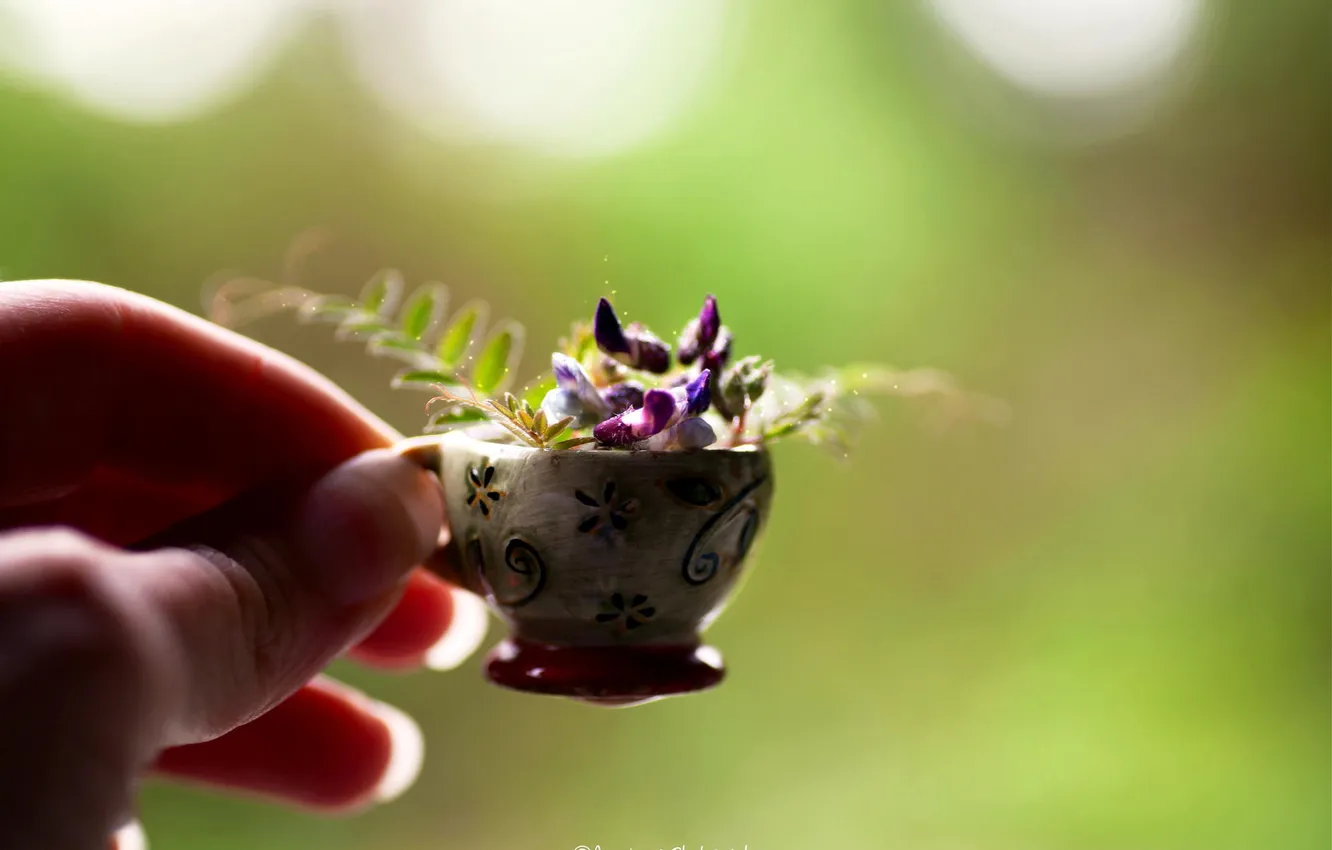 Photo wallpaper macro, flowers, hands, mug, fingers