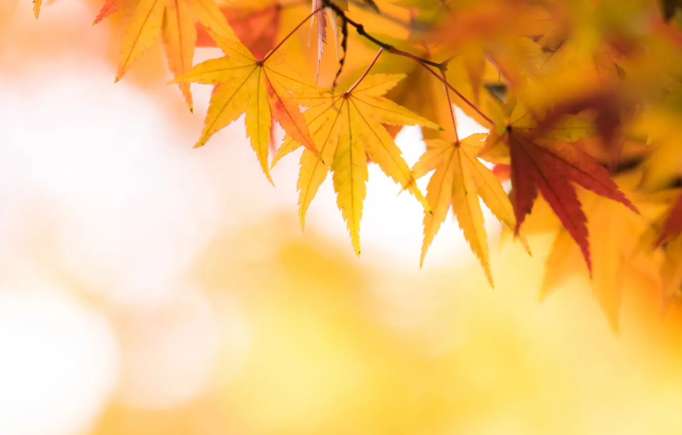 Photo wallpaper autumn, leaves, yellow, maple