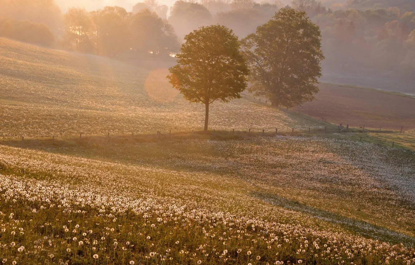 Photo wallpaper field, landscape, sunset, dandelion