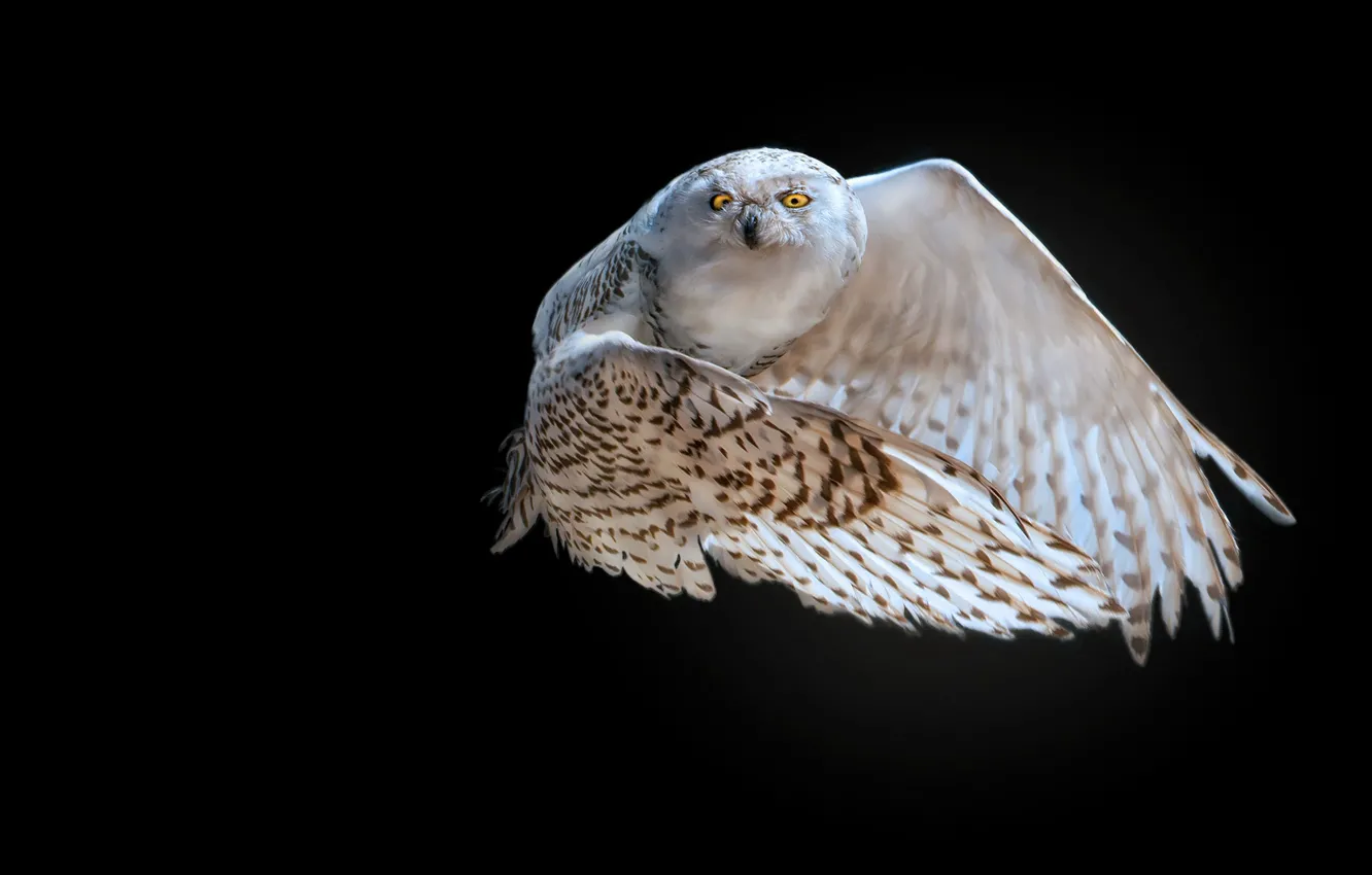 Photo wallpaper white, look, flight, owl, bird, wings, black background, snowy owl