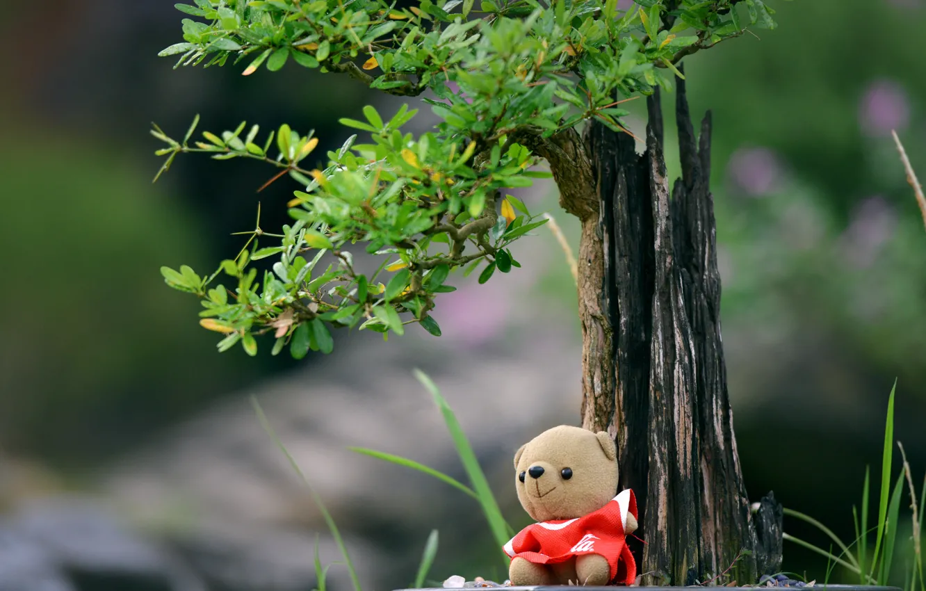 Photo wallpaper tree, toy, bear
