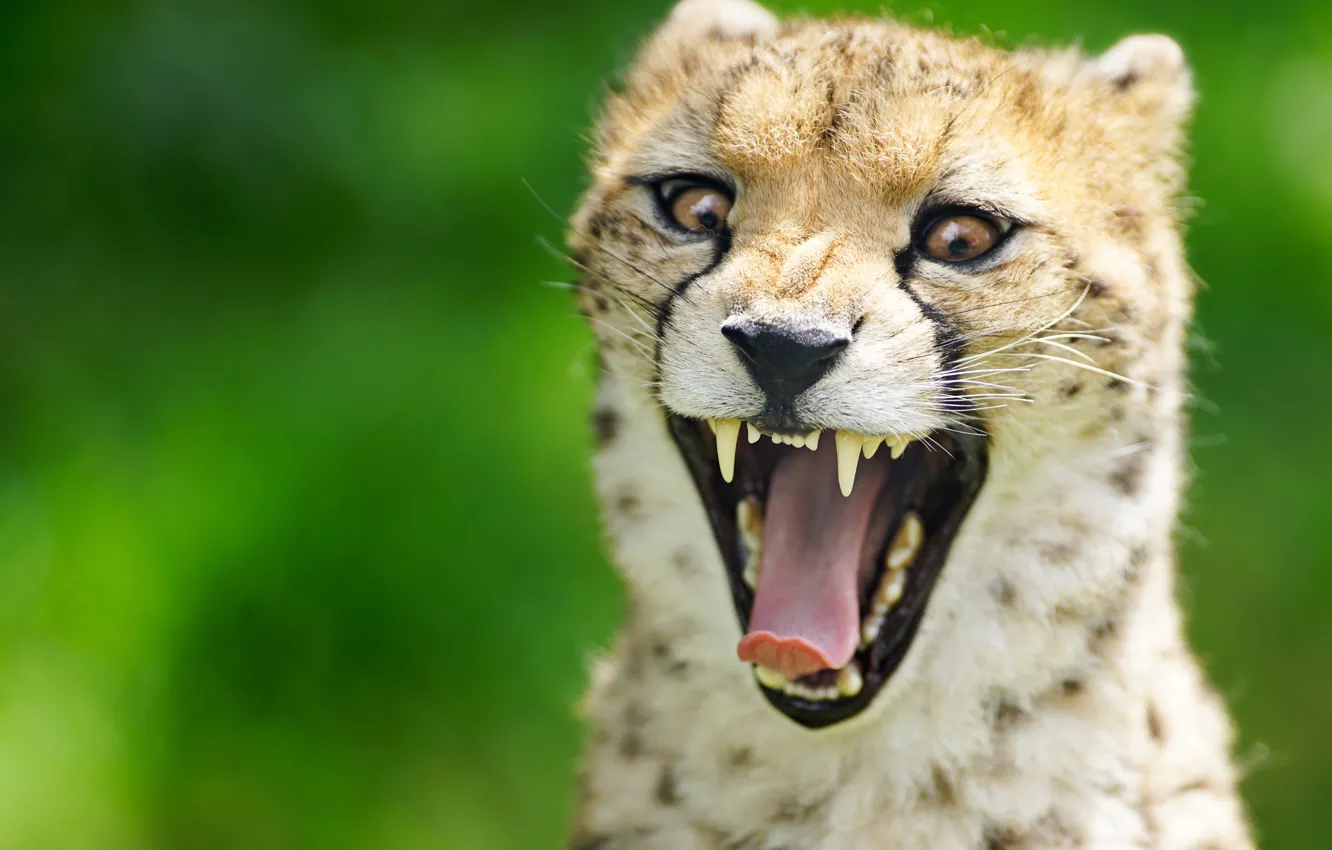 Photo wallpaper language, face, background, teeth, mouth, Cheetah, wild cat
