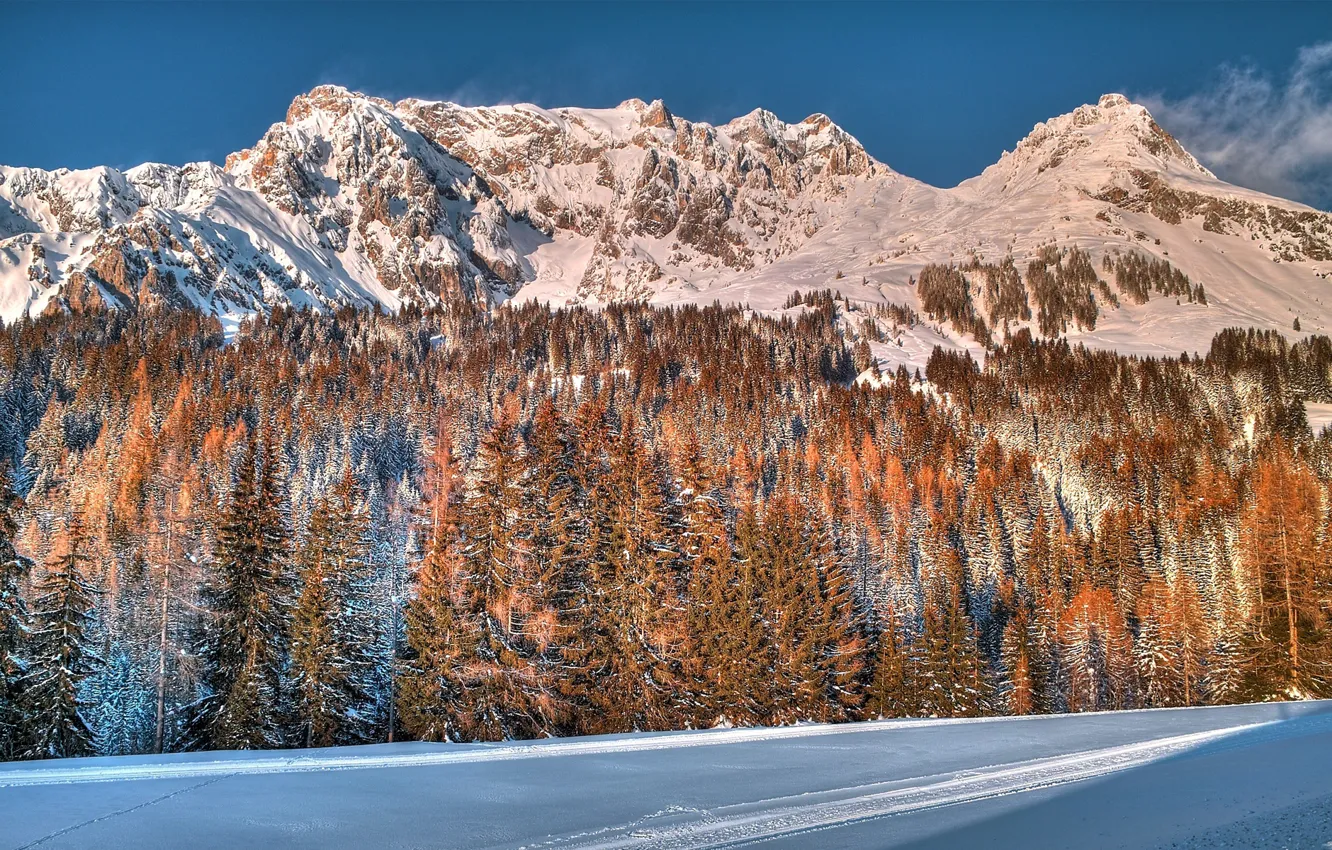 Photo wallpaper winter, forest, snow, trees, mountains