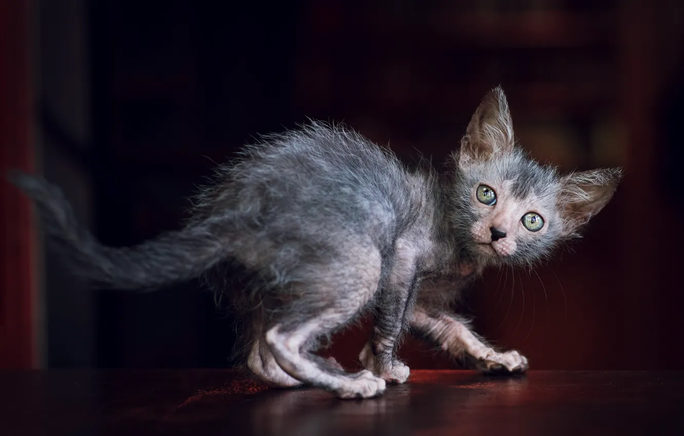 Photo wallpaper cat, pose, the dark background, kitty, ponytail