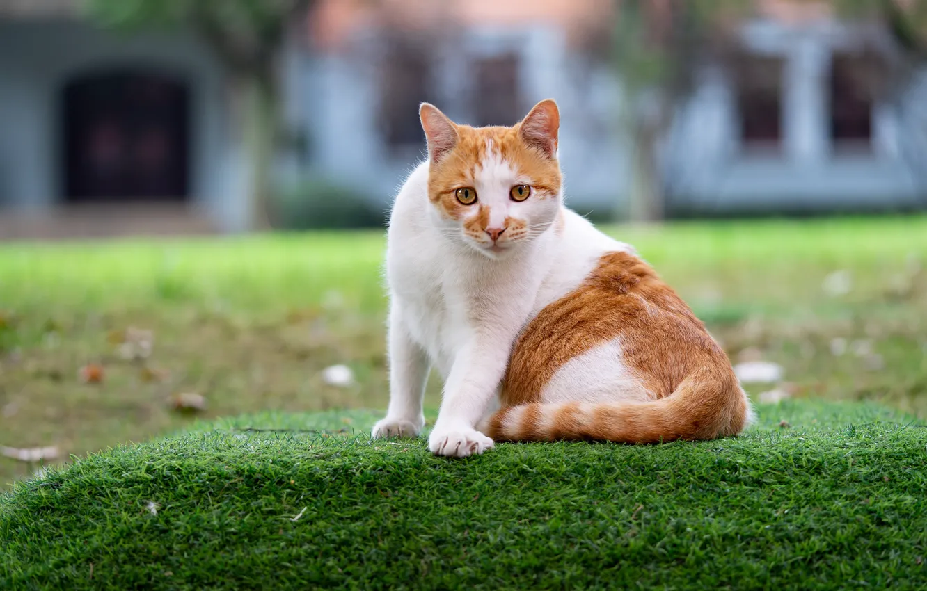 Photo wallpaper cat, grass, cat, look, face, pose, house, lawn