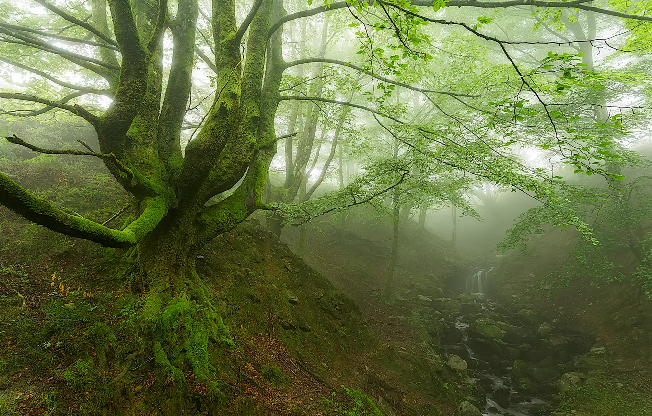 Photo wallpaper forest, trees, fog, stream, moss, the ravine