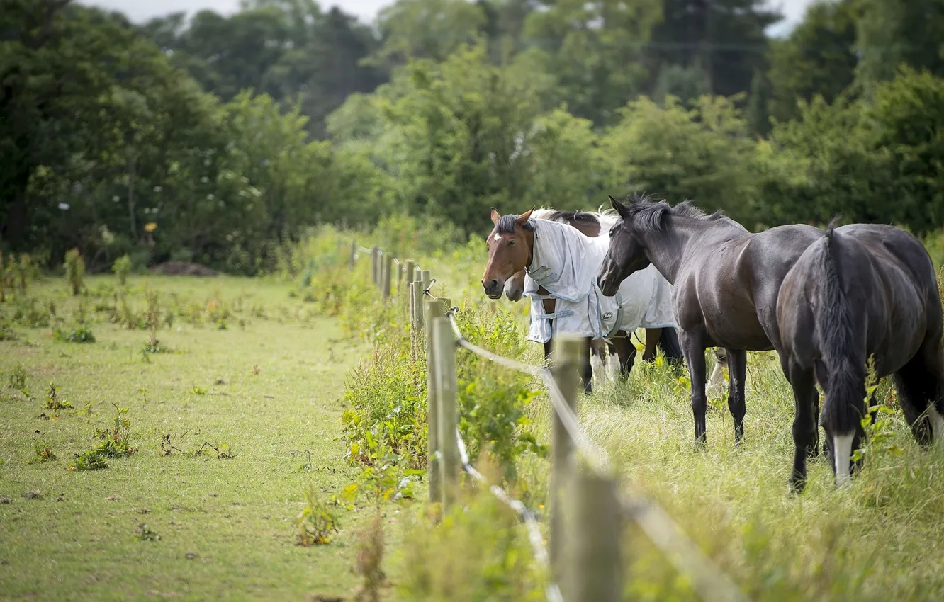 Photo wallpaper horse, horse, fence, corral, the blanket