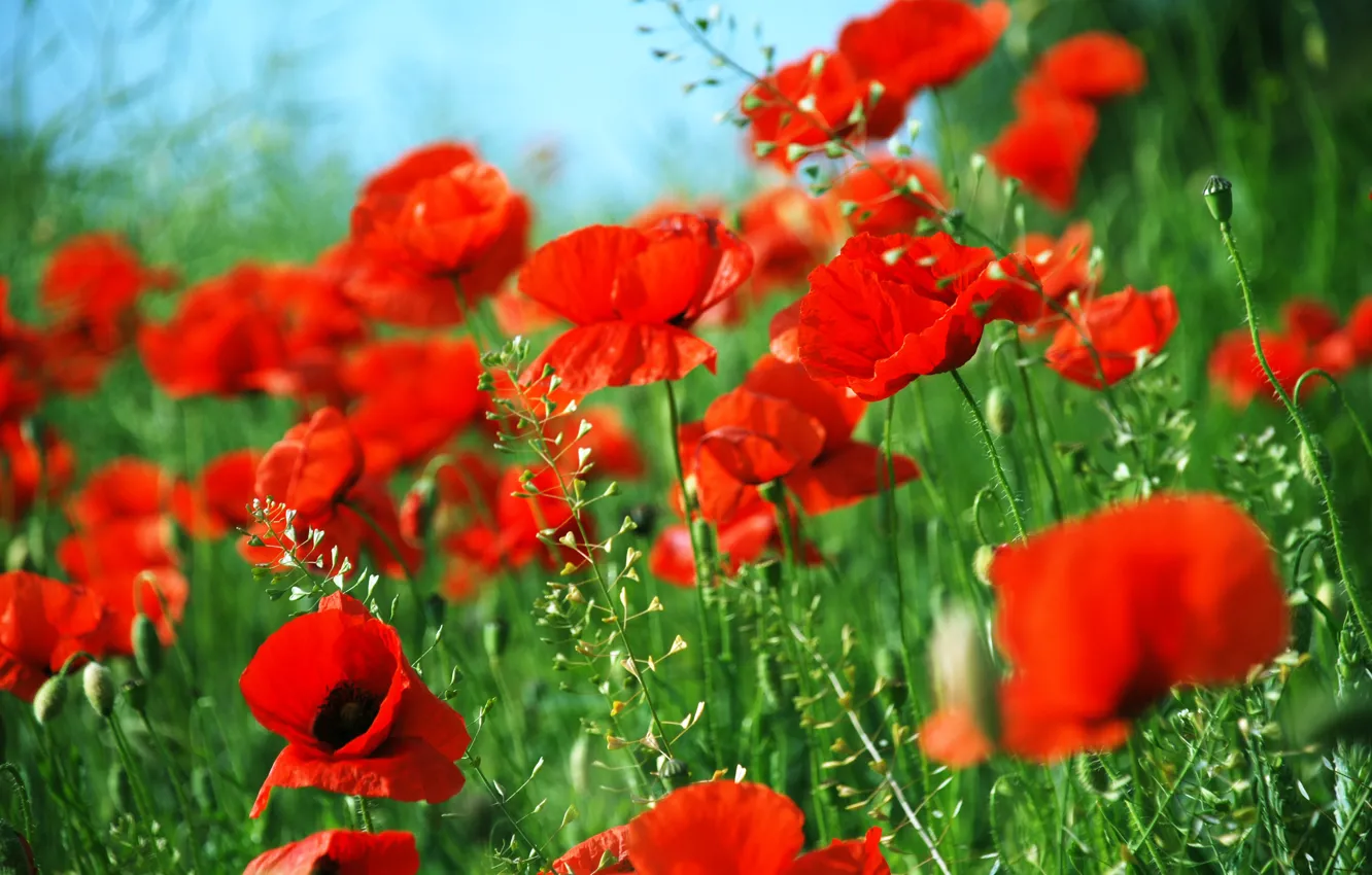 Photo wallpaper summer, red, Maki