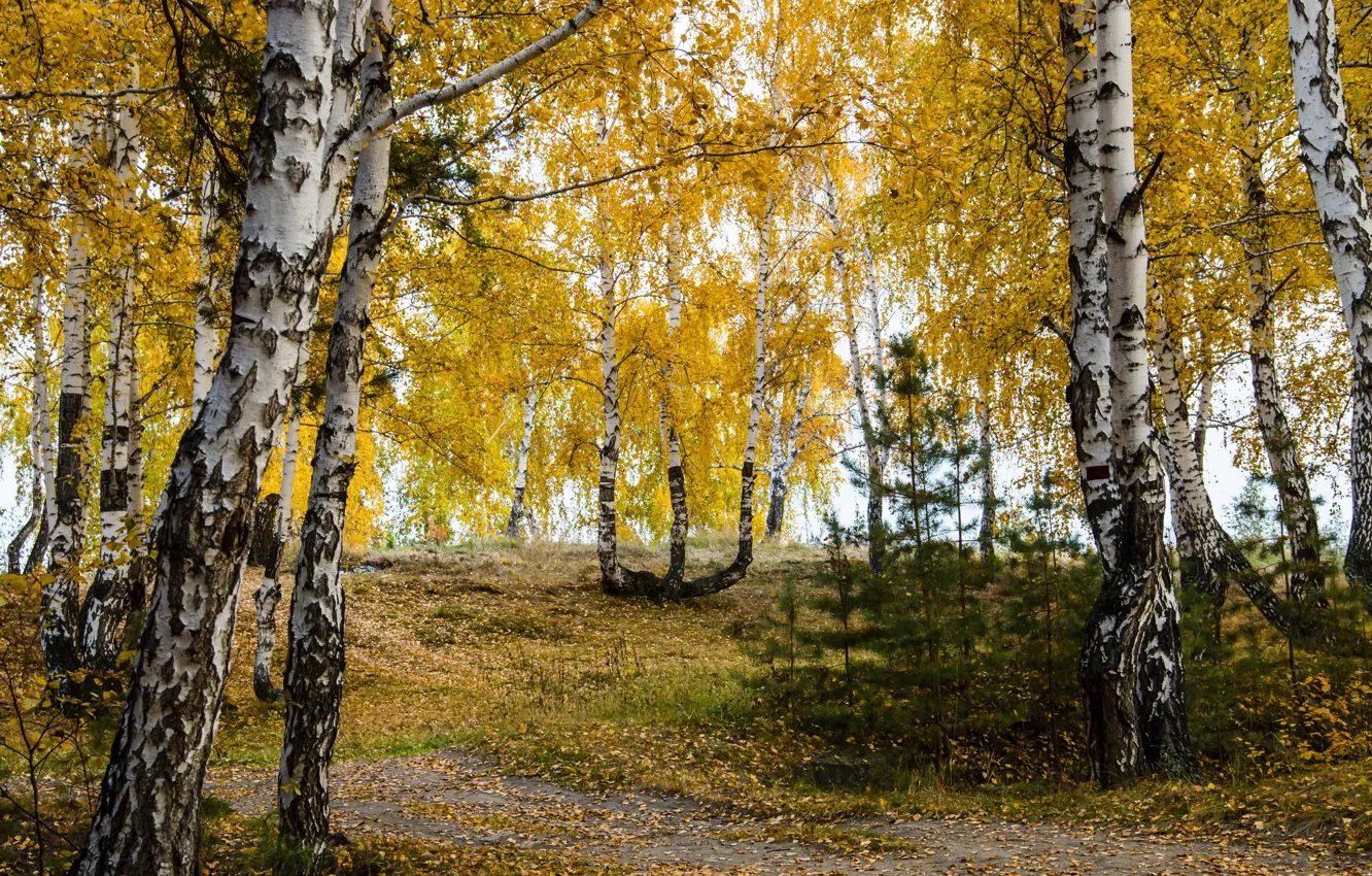 Photo wallpaper autumn, leaves, nature, photo, birch
