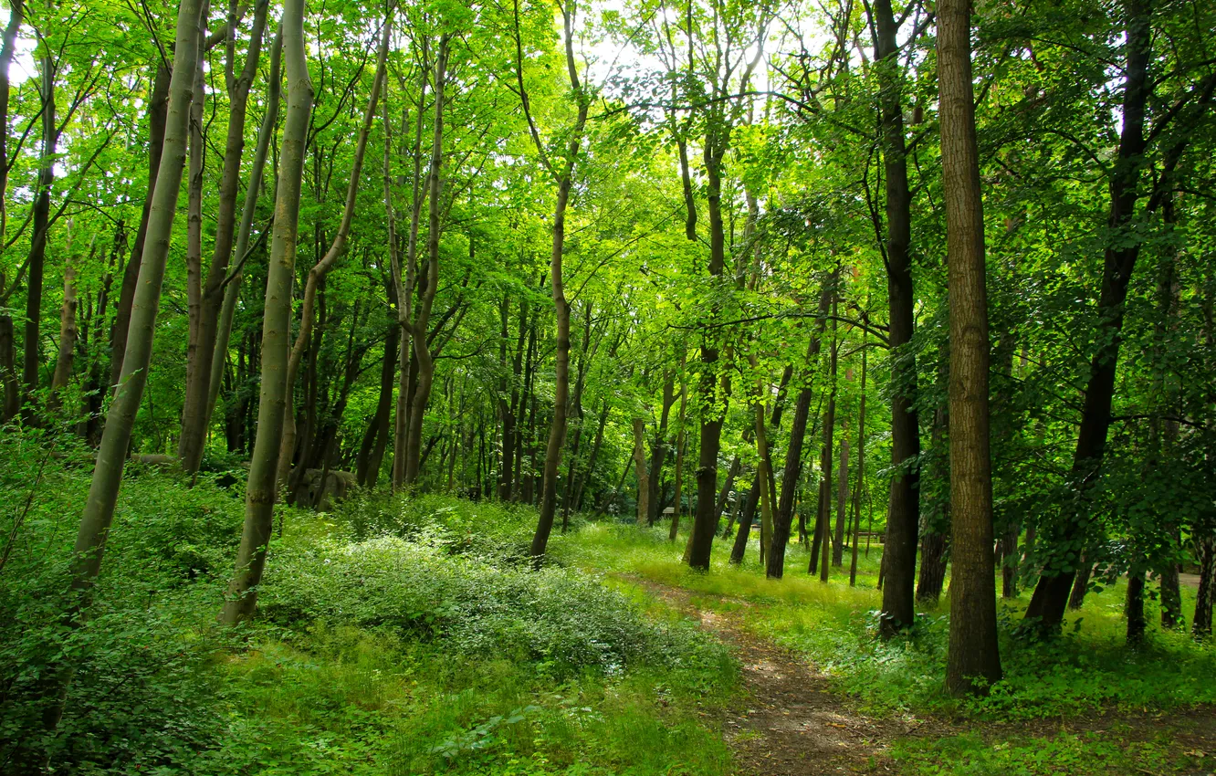 Photo wallpaper forest, nature, park, tree, alley