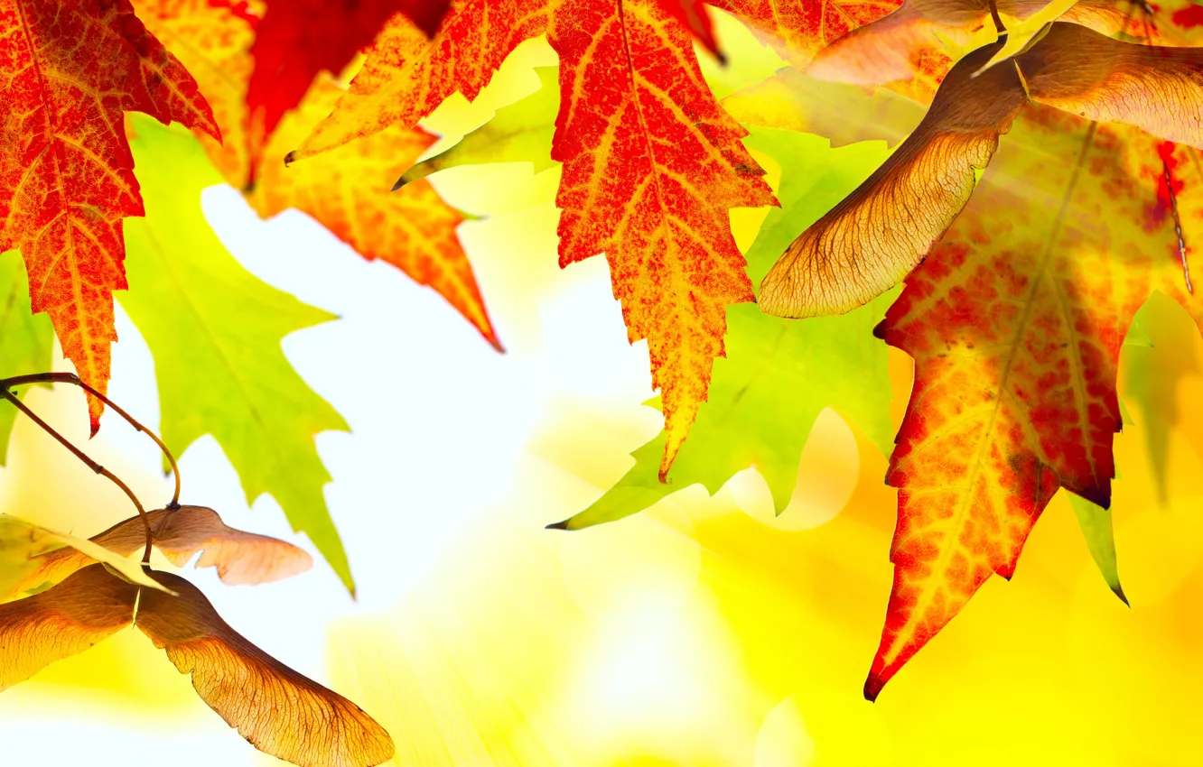 Photo wallpaper autumn, leaves, nature, yellow, bright, gold