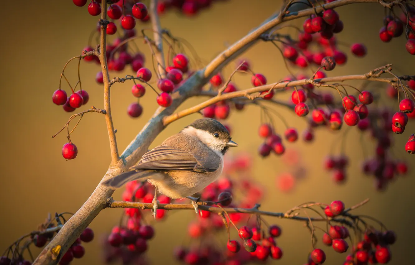 Photo wallpaper nature, background, bird