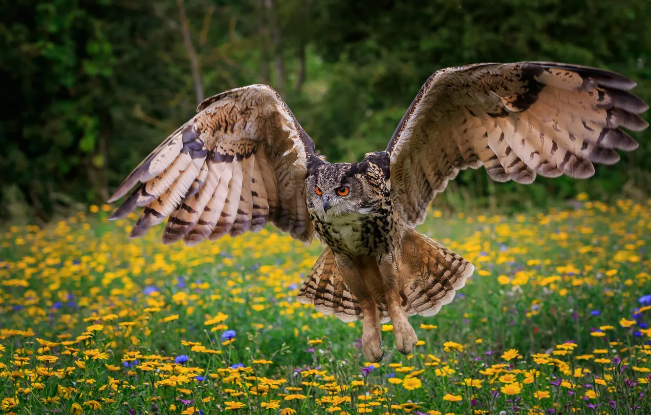 Photo wallpaper flowers, nature, owl, bird, owl