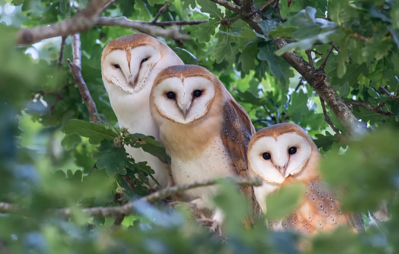 Photo wallpaper branches, owl, bird, foliage, three, trio, bokeh, the barn owl