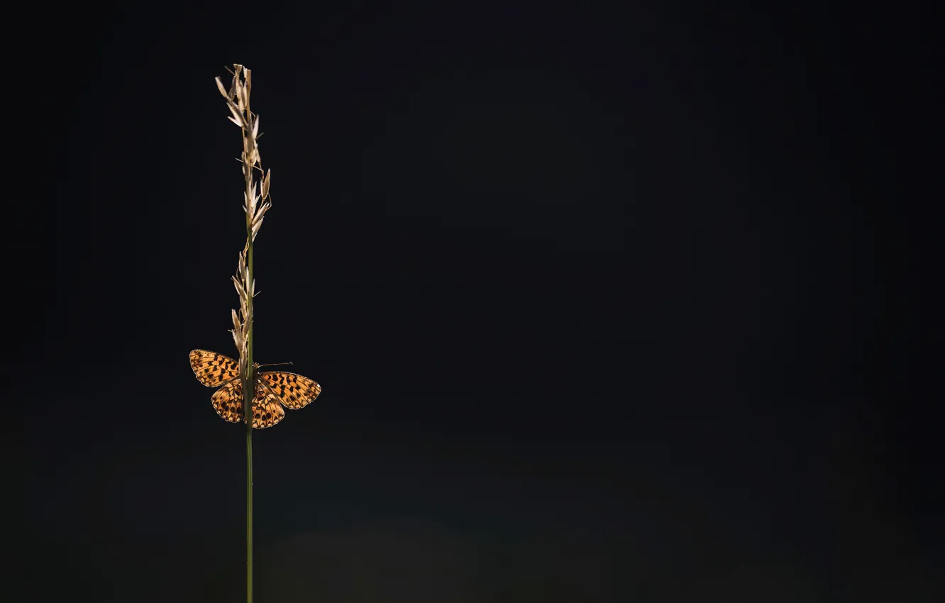 Photo wallpaper grass, butterfly, plant, wings