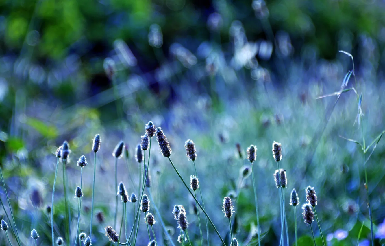 Photo wallpaper greens, grass, macro, nature, color, plants, blur, spikelets