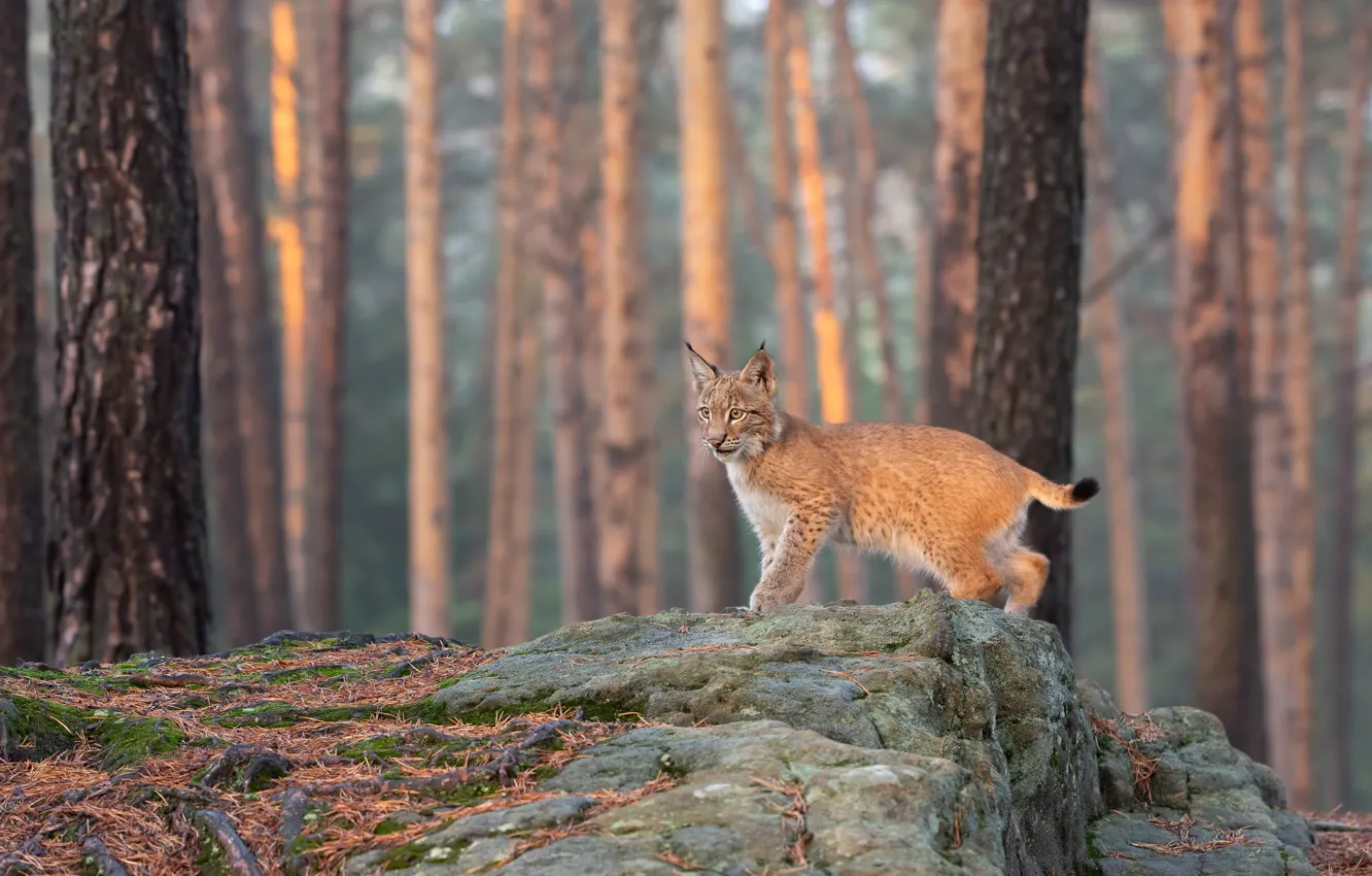 Photo wallpaper forest, trees, pose, stones, trunks, lynx, a small lynx, pine forest