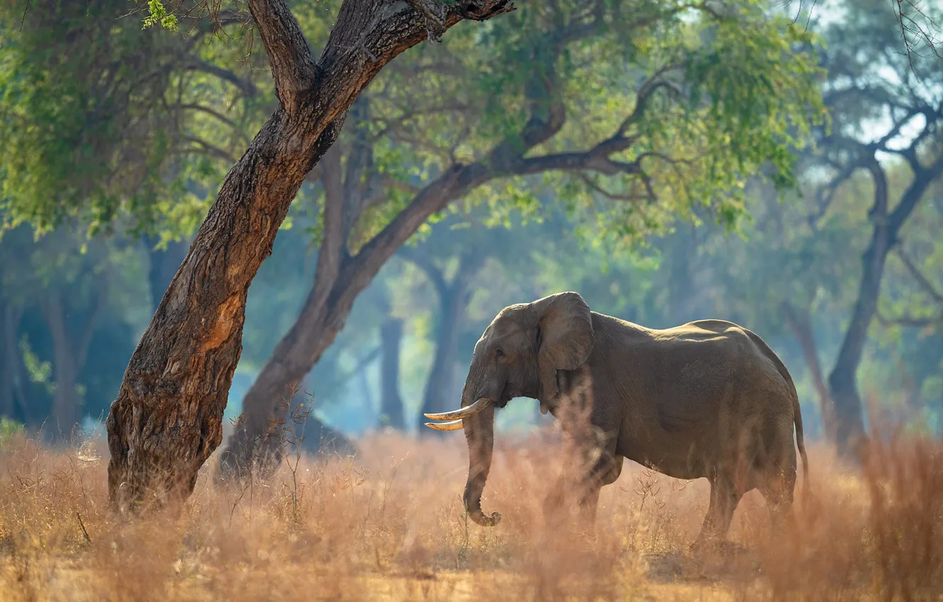 Photo wallpaper forest, light, trees, branches, elephant, walk