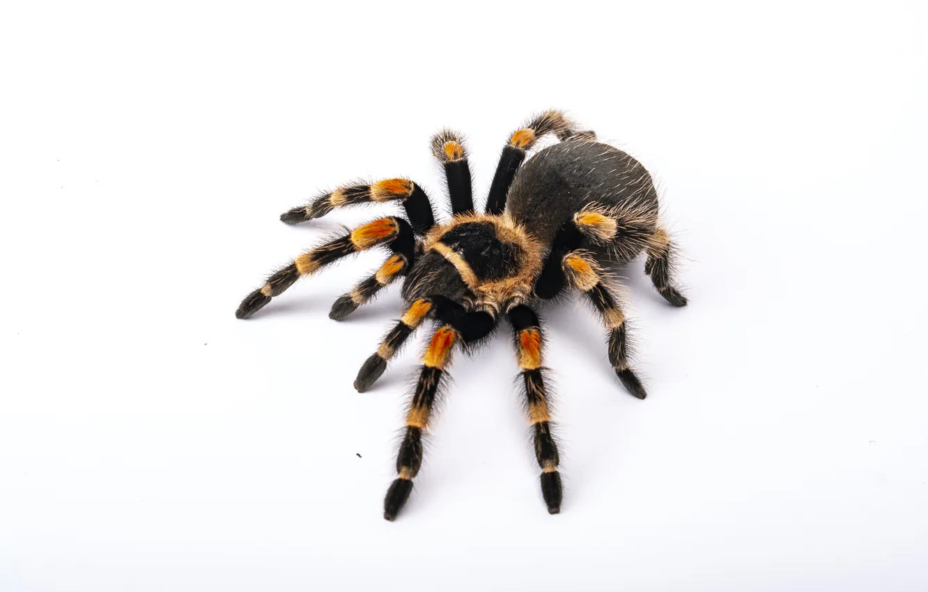 Photo wallpaper Halloween, white, background, animal, Spider, tarantula, isolated