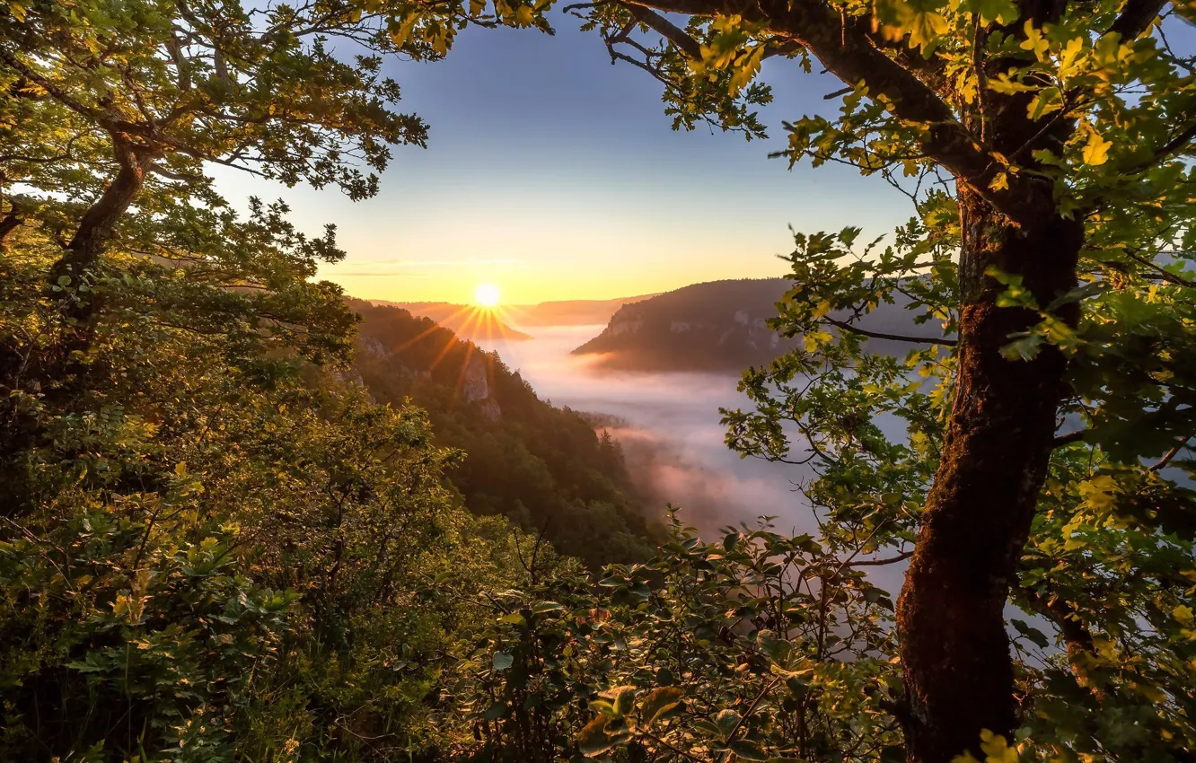 Photo wallpaper trees, mountains, fog, sunrise, dawn, morning, Germany, Germany