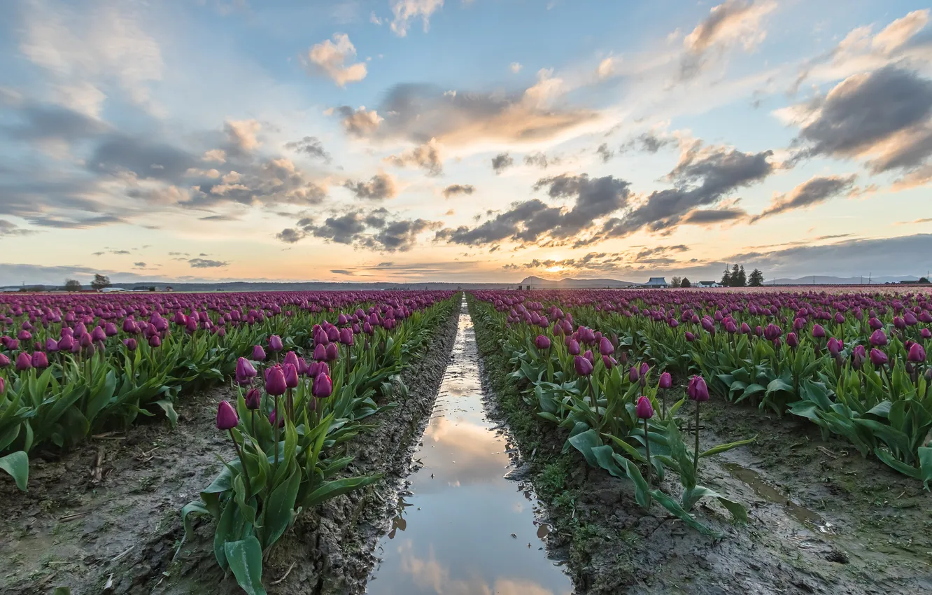 Photo wallpaper field, the sky, water, clouds, flowers, spring, dal, morning