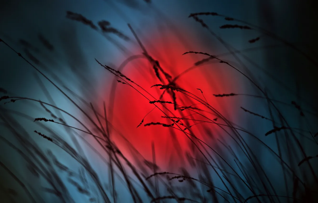 Photo wallpaper grass, night, nature