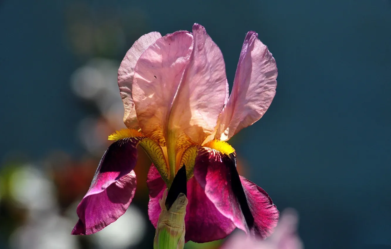 Photo wallpaper flowers, spring, iris