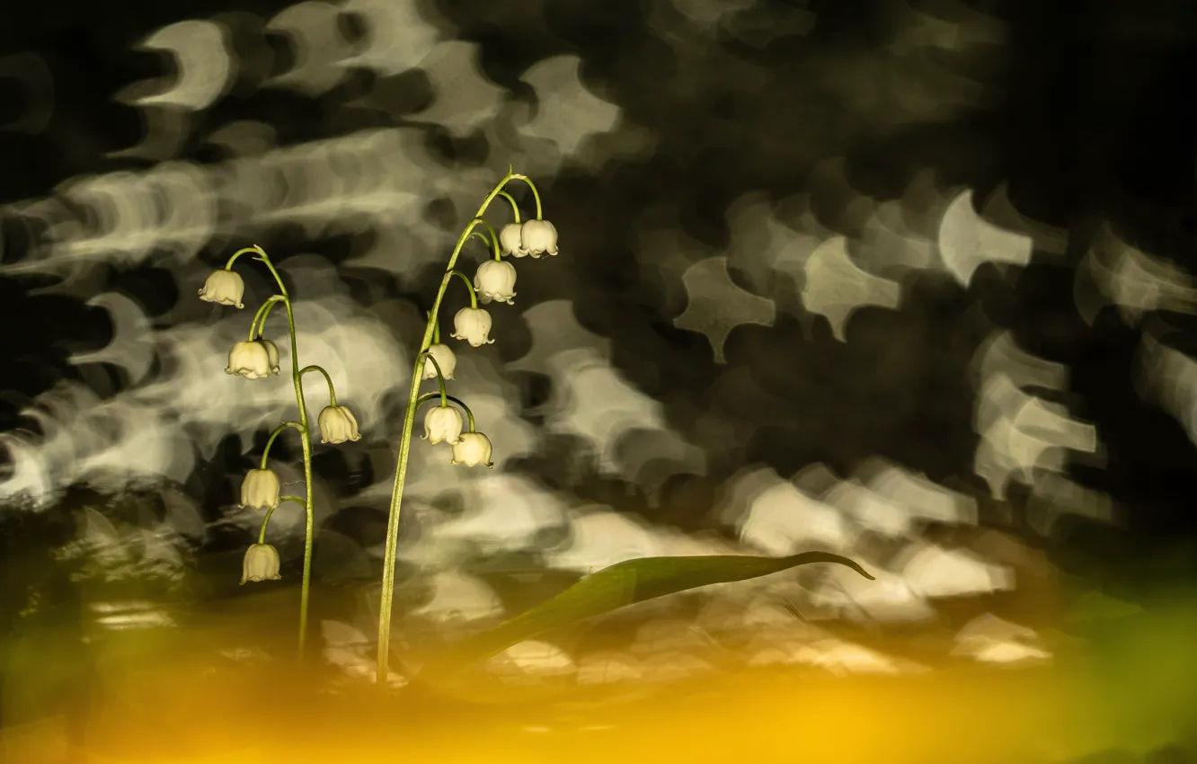 Photo wallpaper flowers, nature, background