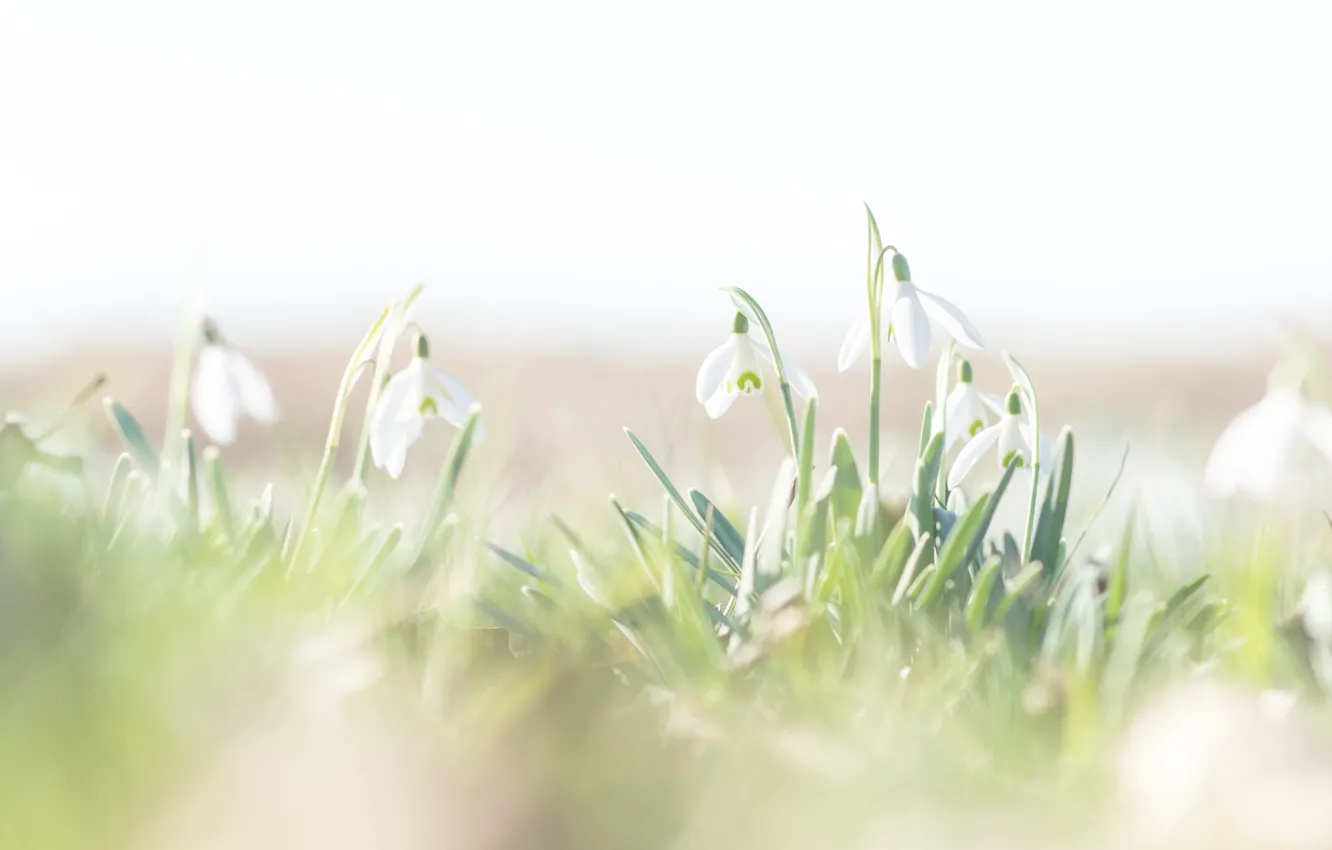 Photo wallpaper light, flowers, blur, snowdrops, white, light background, bokeh