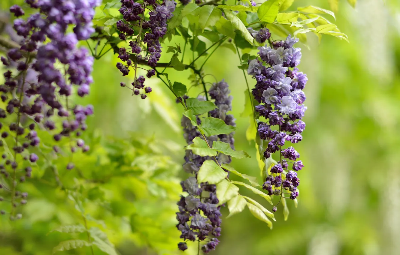 Photo wallpaper flowers, branches, bunches, lilac, Wisteria
