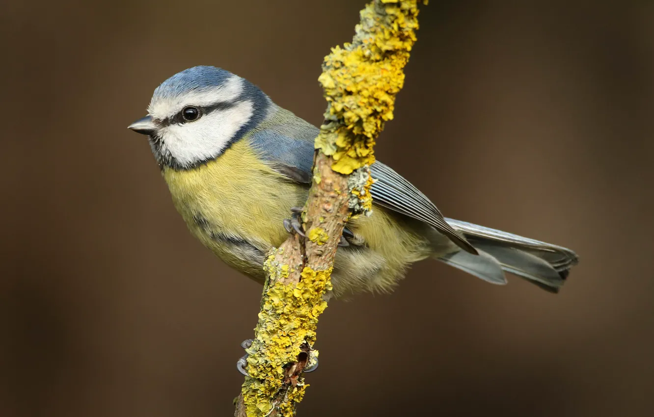 Photo wallpaper branches, bird, tit