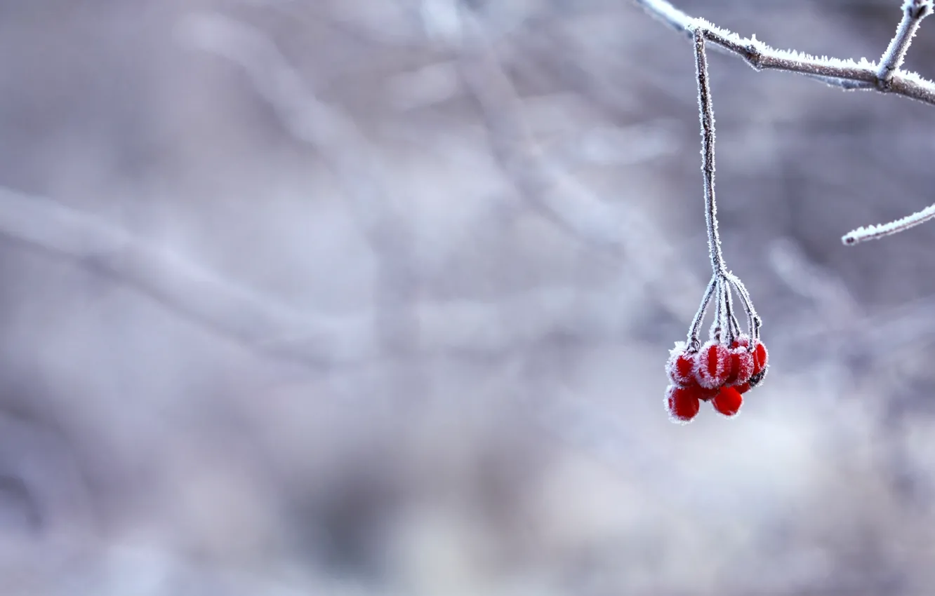 Photo wallpaper winter, frost, snow, berries, branch, red