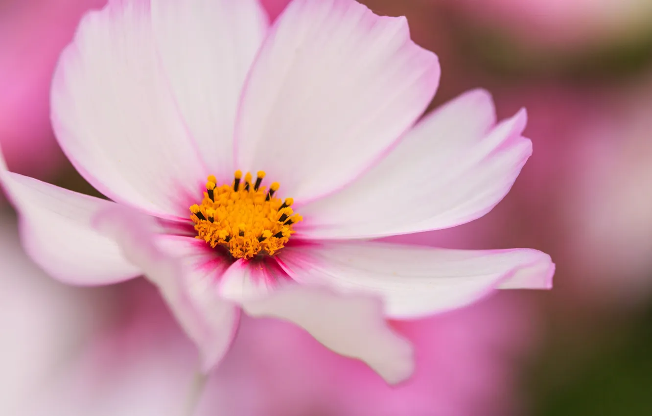Photo wallpaper macro, flowers, kosmeya, pink and white