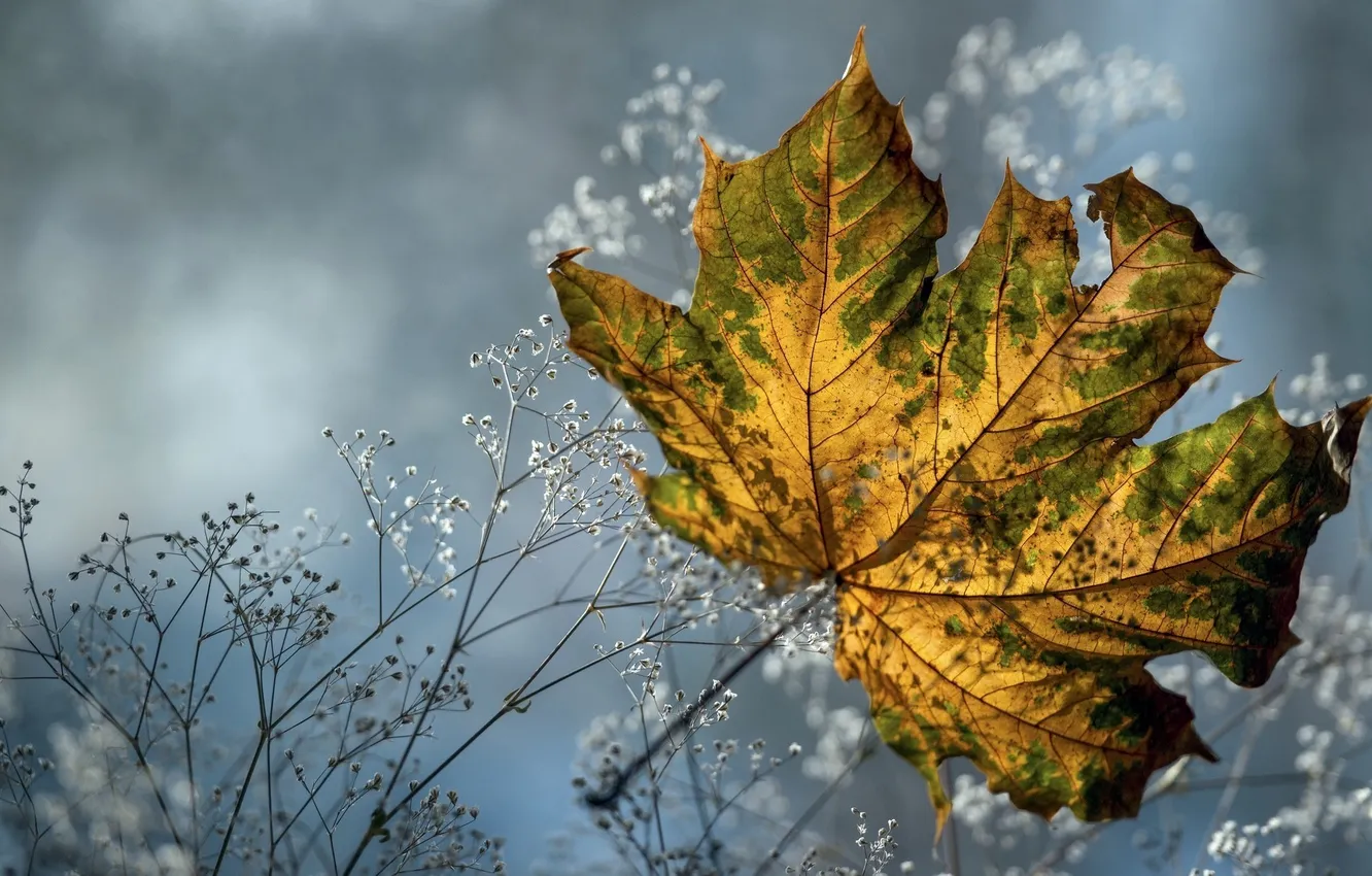 Photo wallpaper sheet, leaf, maple