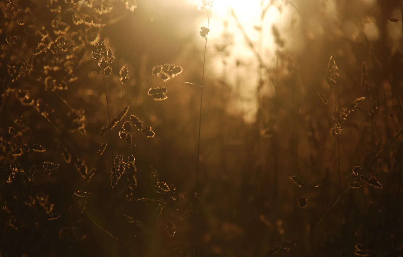 Photo wallpaper field, grass, the sun, light, photo, the wind, spikelets, ears