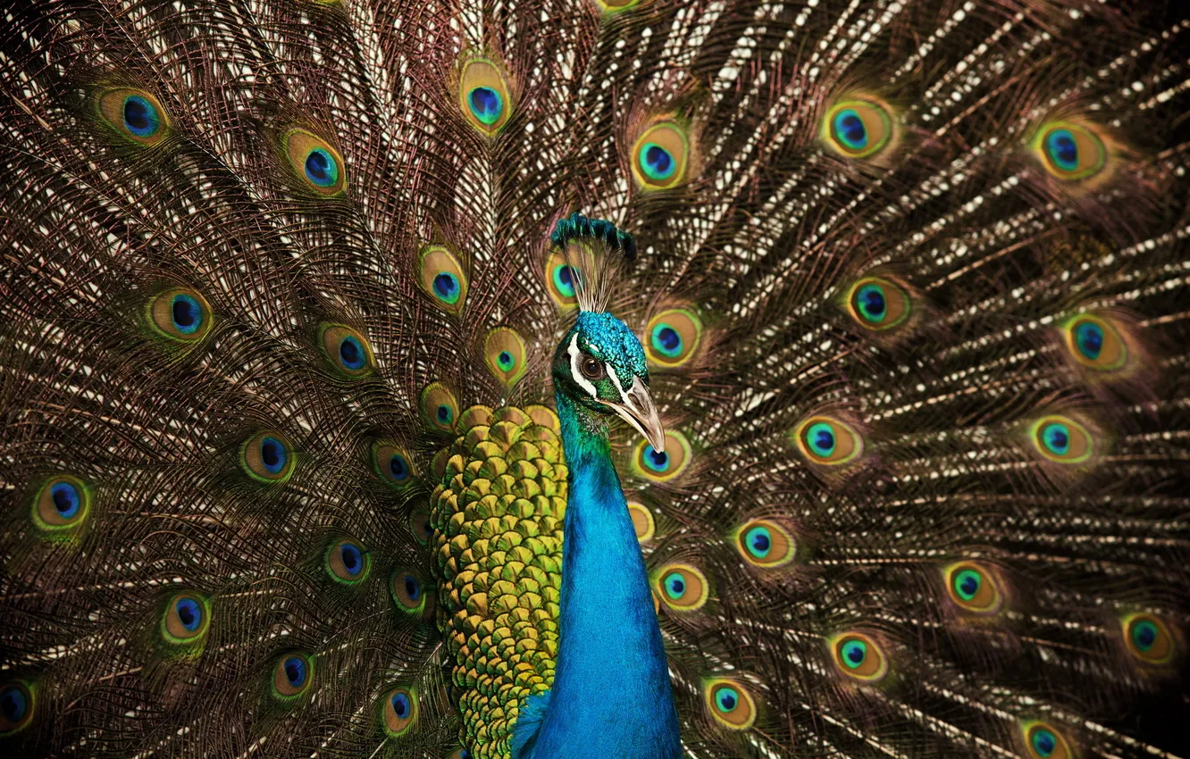 Photo wallpaper colorful, bird, peacock