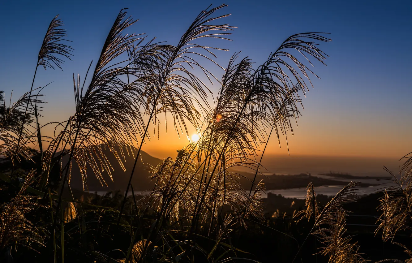 Photo wallpaper field, the sky, grass, the sun, sunset, clouds, the evening, meadow