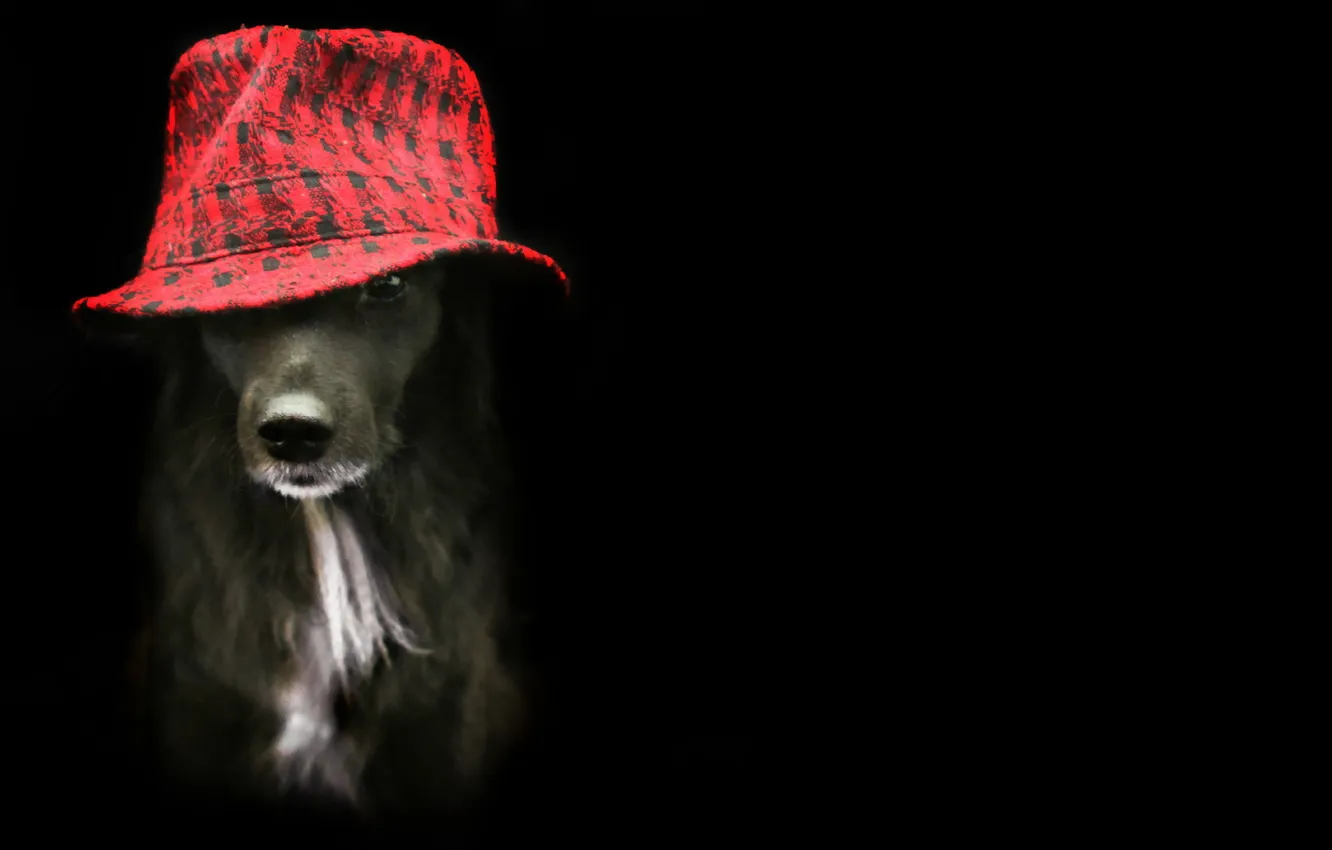 Photo wallpaper look, each, dog, hat