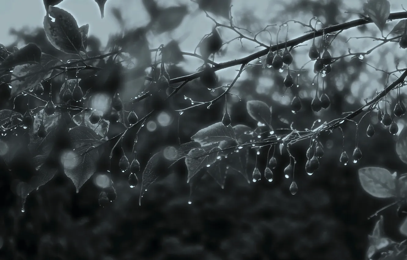 Photo wallpaper branches, nature, rain